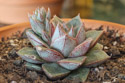 A different Echeveria Purpusorum, like the one in the previous image also has a stalk, but shorter.