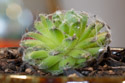 Sempervivum Arachnoideum came back to life.  It was a dry little ball six weeks earlier.
