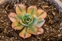 Aeonium Florens, starting to show some color after two weeks getting sun.