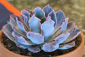 Echeveria Neon Breakers.