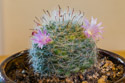 Mammillaria Powder Puff Cactus seems a little taller than the previous image six weeks ago and has started to flower.