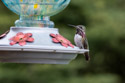 First hummingbirds of the season.
