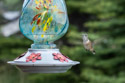 First hummingbirds of the season.
