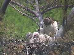 Click for Short Version